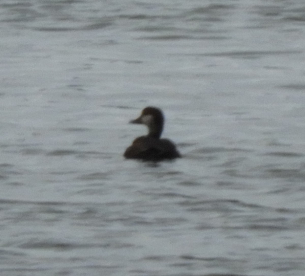 Black Scoter - ML618998981