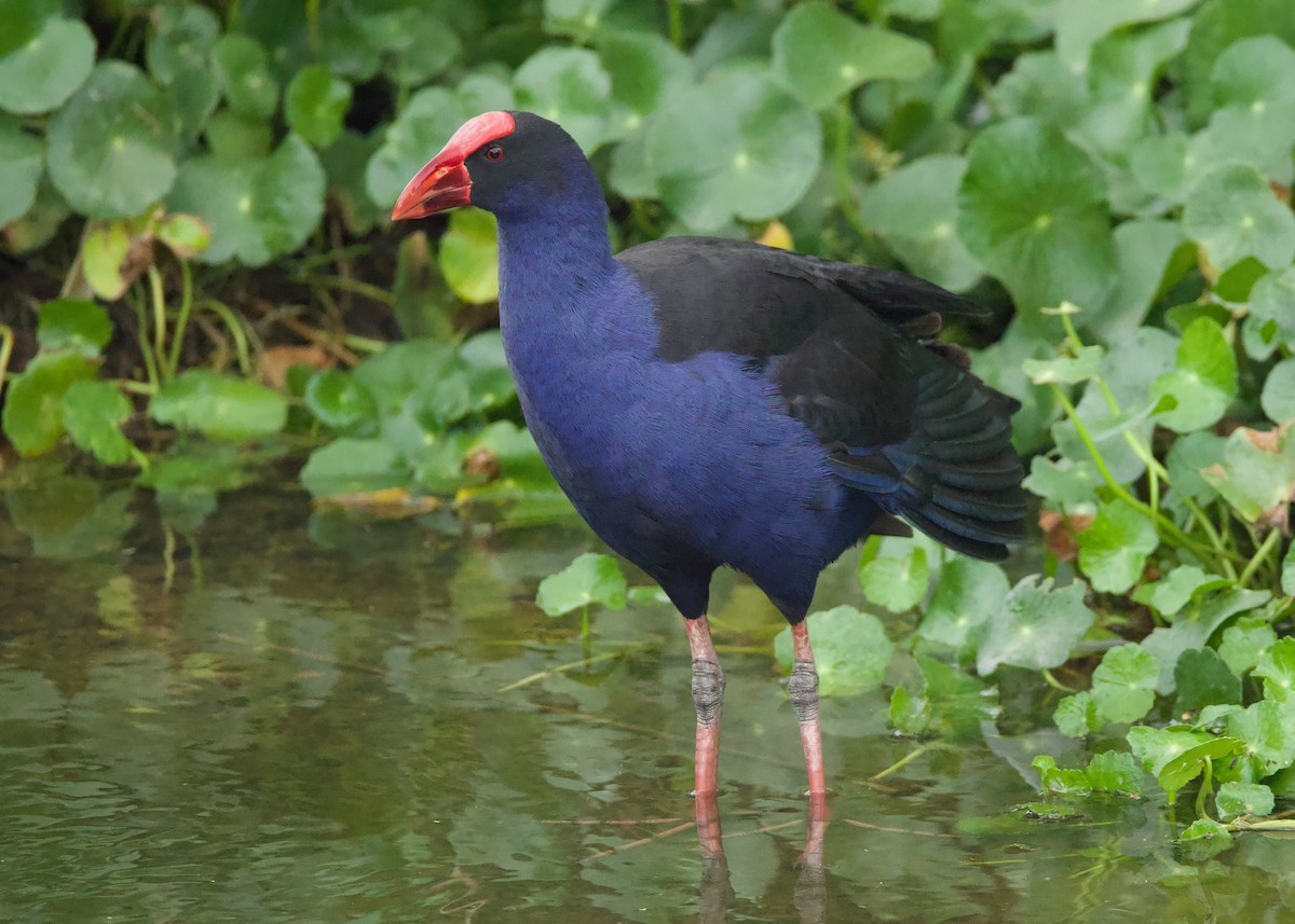 Australasian Swamphen - ML618998982