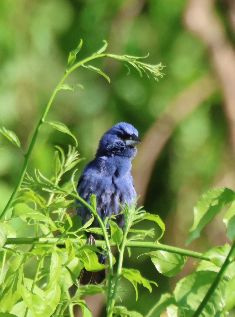 Indigo Bunting - Kathryn Mattingly