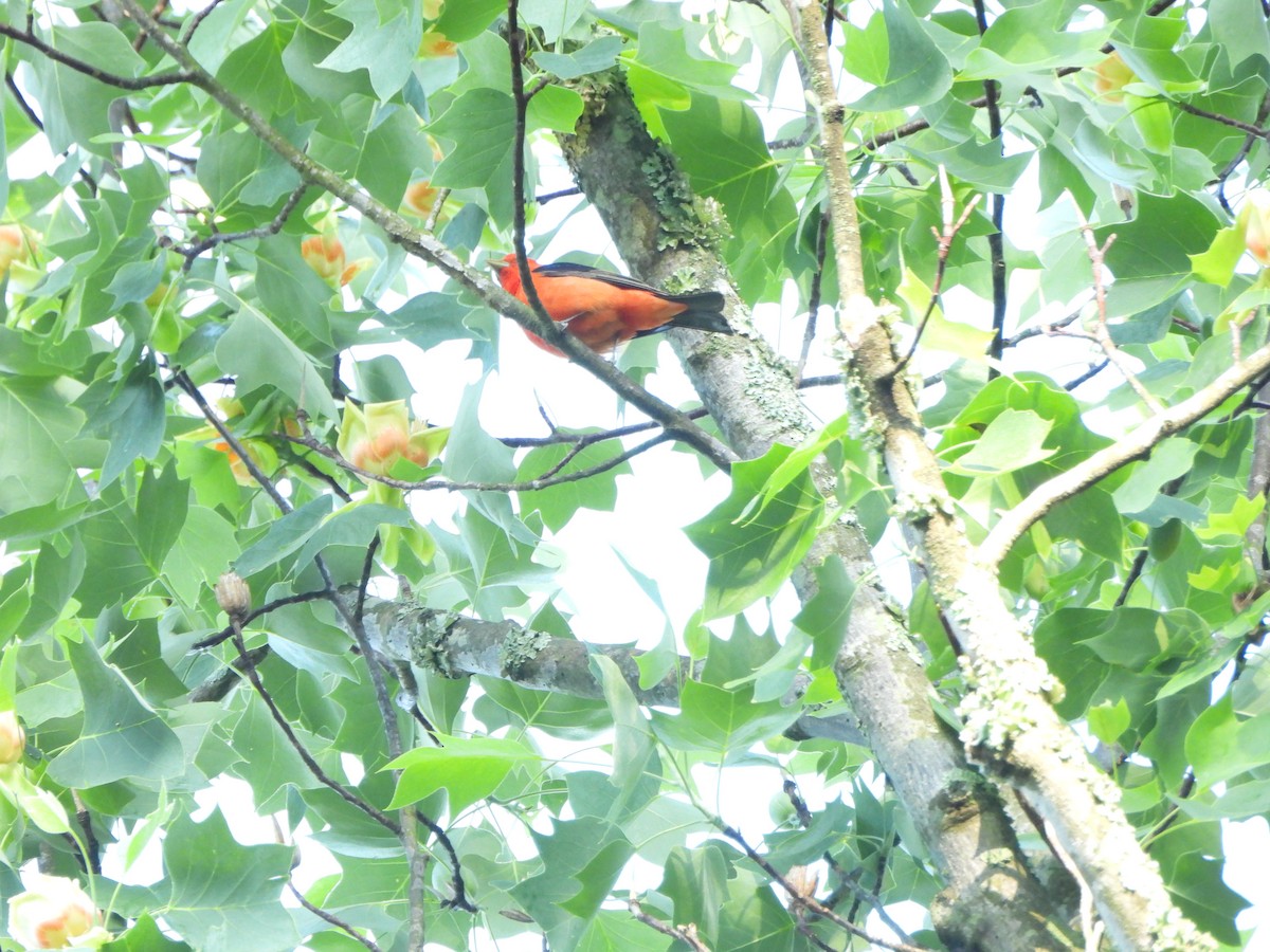 Scarlet Tanager - Pete Huffer