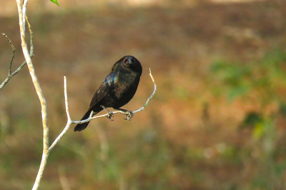 Bronzed Cowbird - Eduardo Rivera