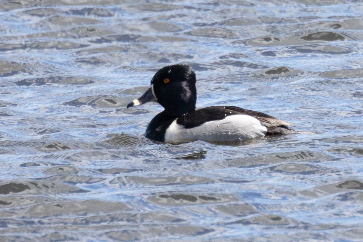 Ring-necked Duck - Mitch (Michel) Doucet