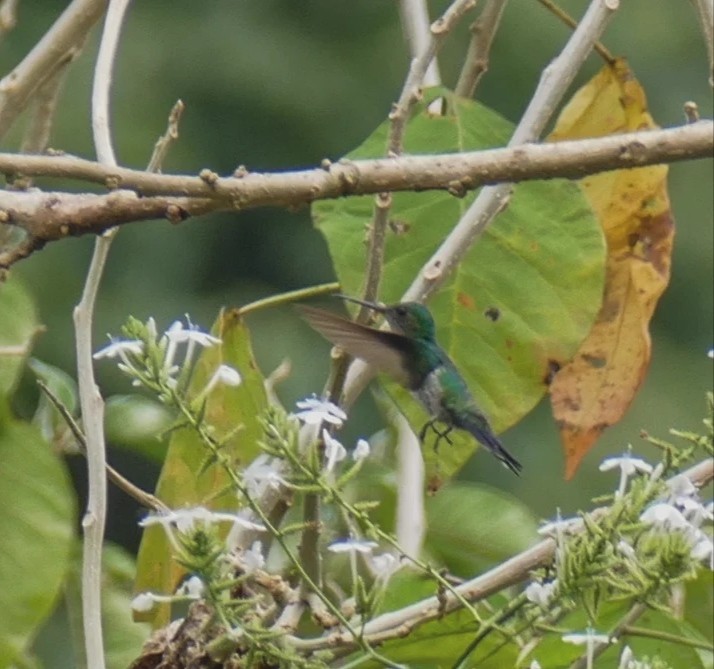 Violet-bellied Hummingbird - Isis Fienco