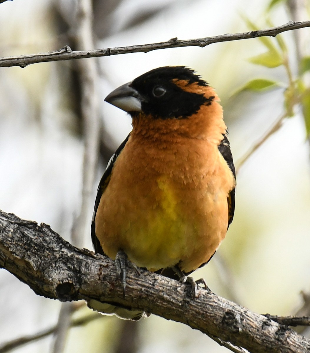 Black-headed Grosbeak - ML618999069