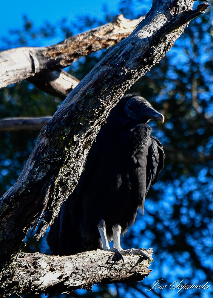 Black Vulture - José Sepúlveda