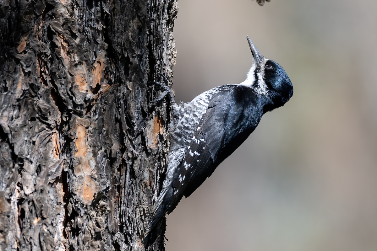 Black-backed Woodpecker - Johan Nilsson