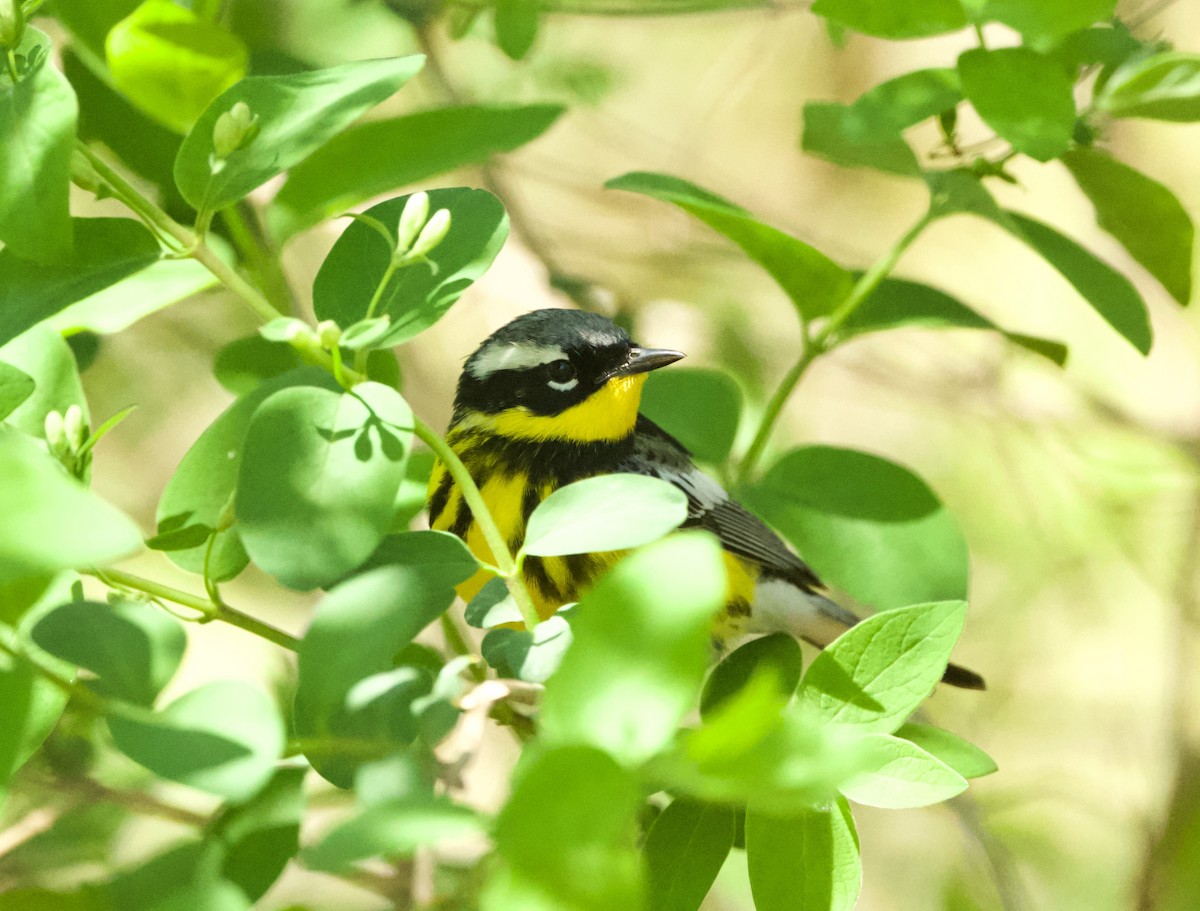 Magnolia Warbler - ML618999138