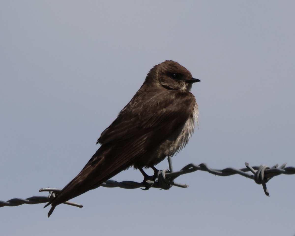 Northern Rough-winged Swallow - Kathryn Mattingly