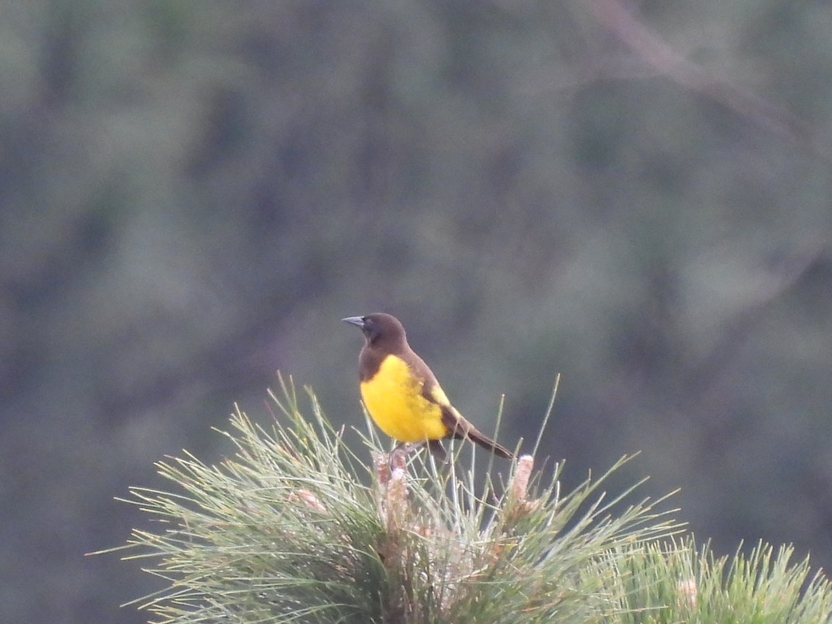 Yellow-rumped Marshbird - Laura Bianchi