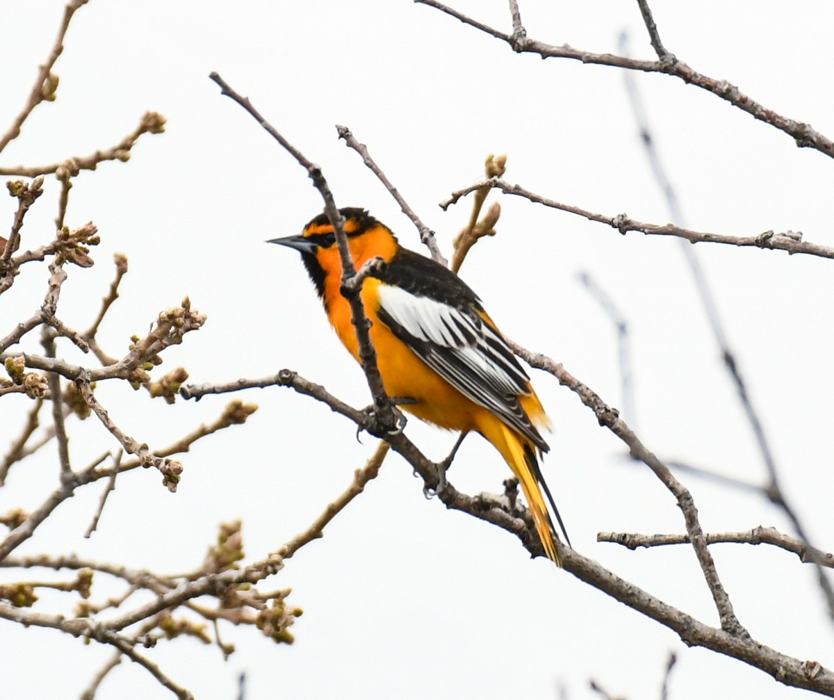 Bullock's Oriole - ML618999146