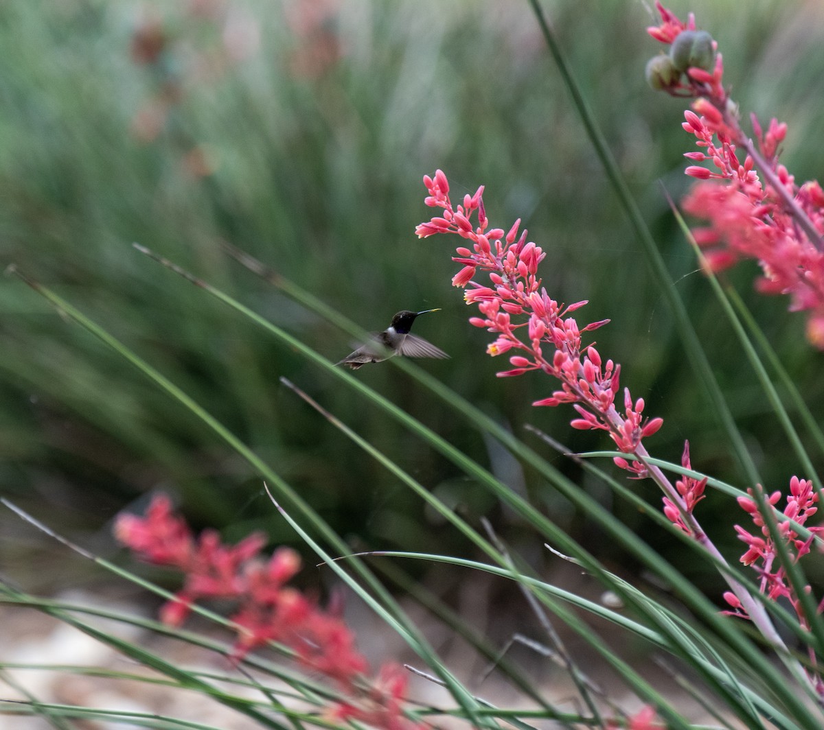 Black-chinned Hummingbird - ML618999161