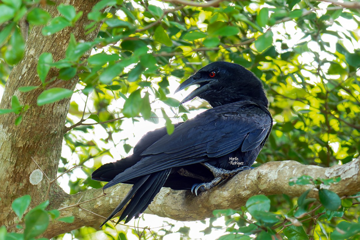 White-necked Crow - Martin Rodriguez