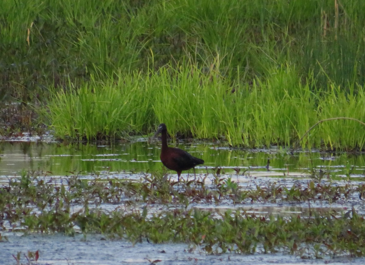 Glossy Ibis - John Haas