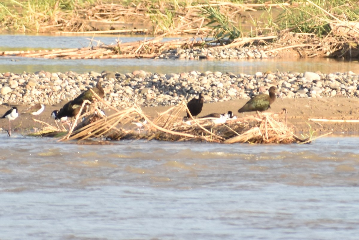 Puna Ibis - ML618999195