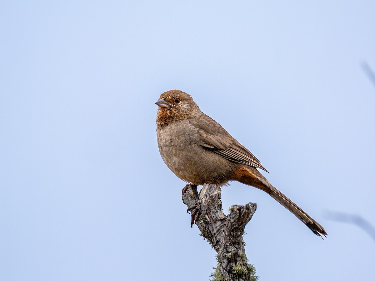 California Towhee - Lee Friedman