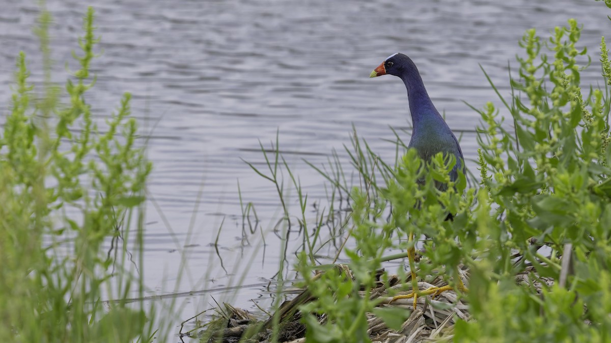 Purple Gallinule - ML618999266