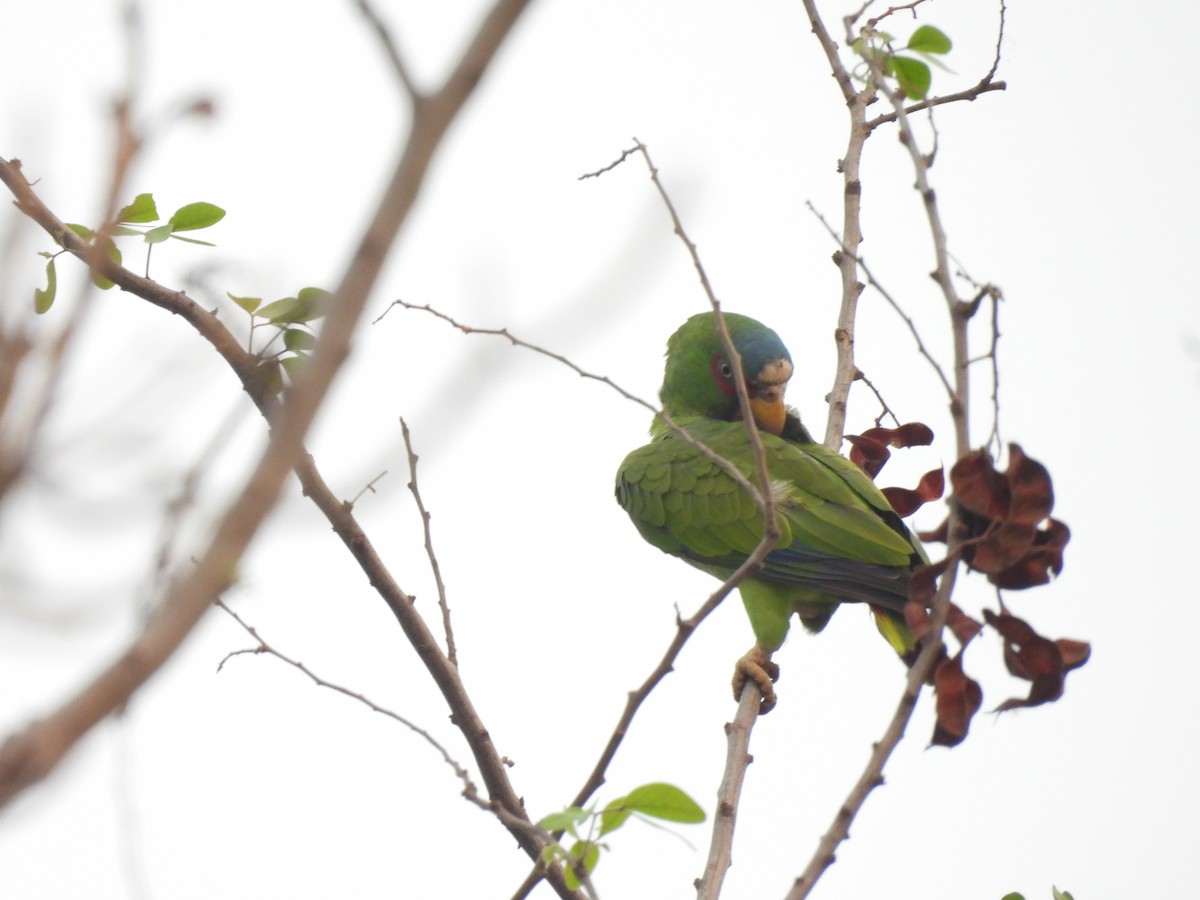 White-fronted Parrot - Manuel Graniel