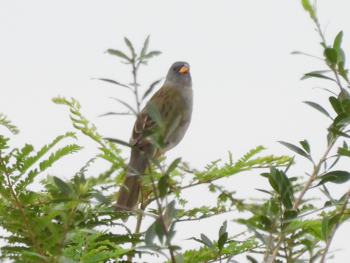 Great Pampa-Finch - Laura Bianchi