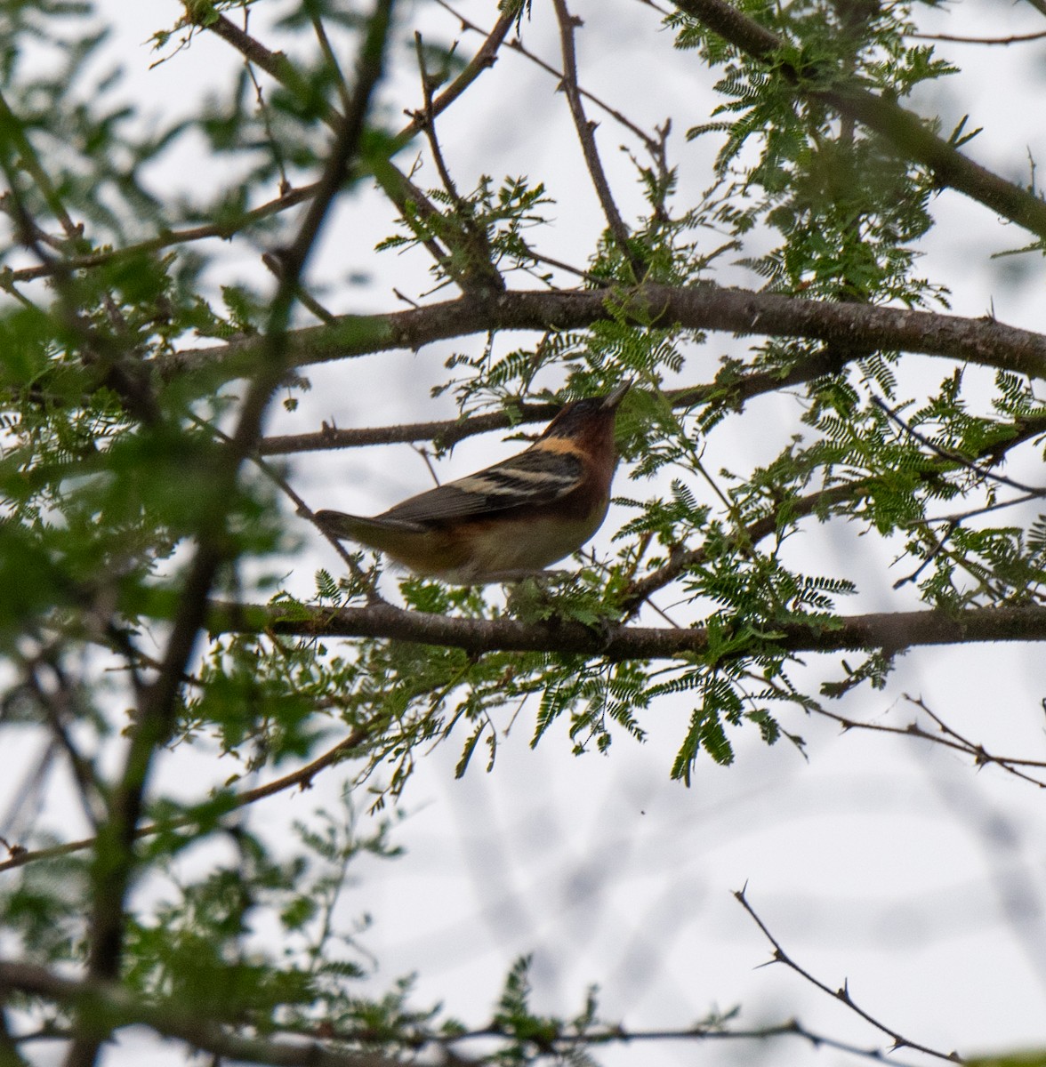 Bay-breasted Warbler - Paul DiFiore