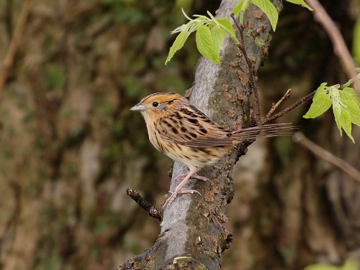 LeConte's Sparrow - Greg Ongie