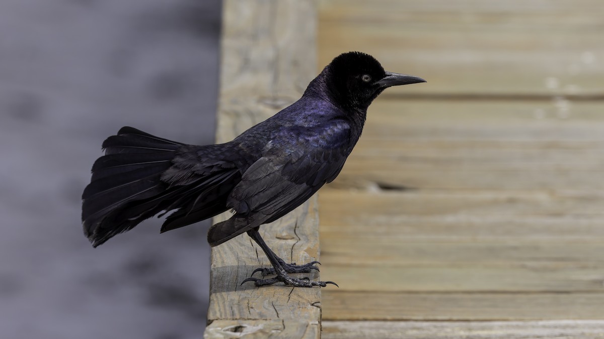 Boat-tailed Grackle (major) - Robert Tizard