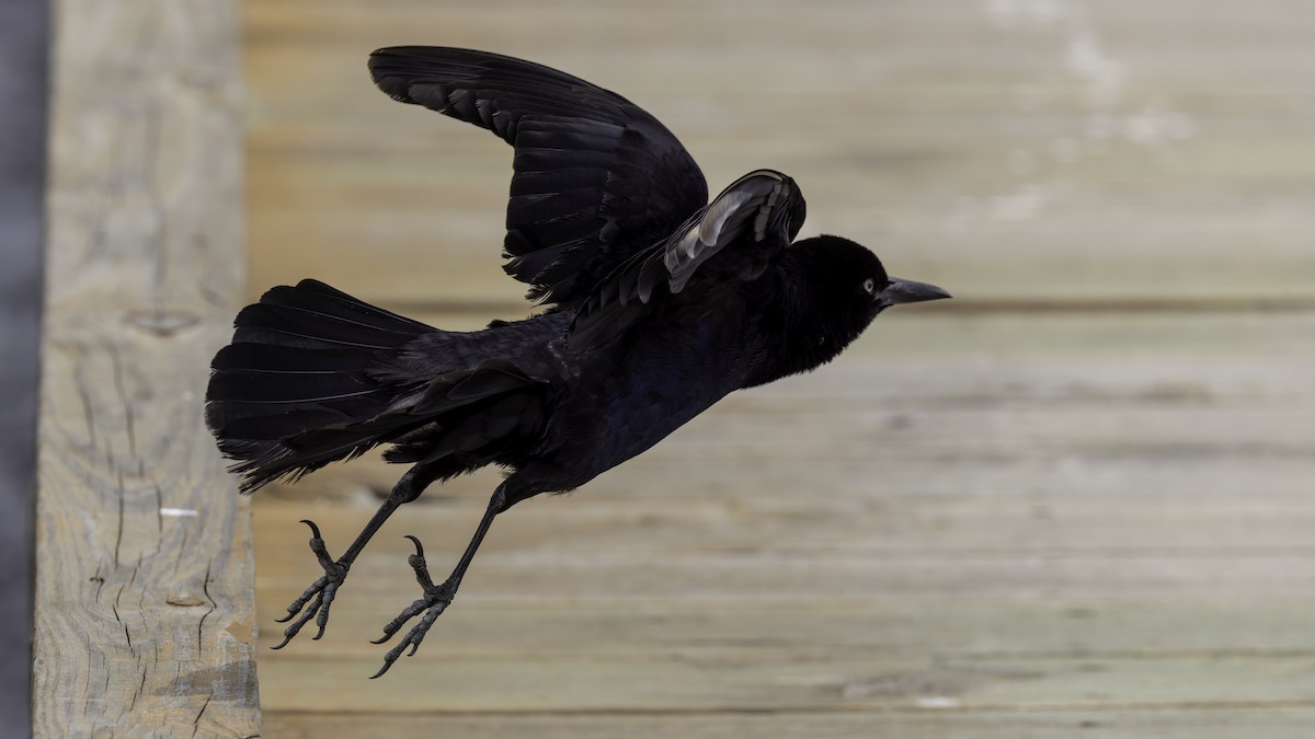 Boat-tailed Grackle (major) - Robert Tizard