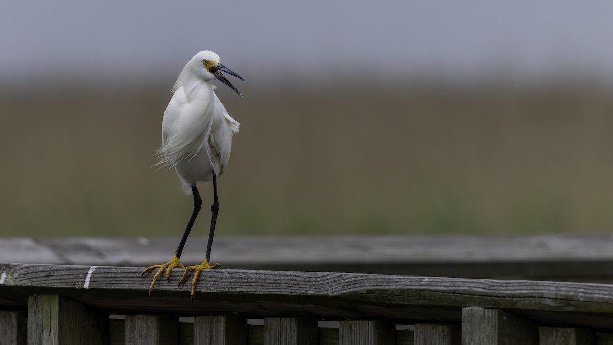 Snowy Egret - Robert Tizard