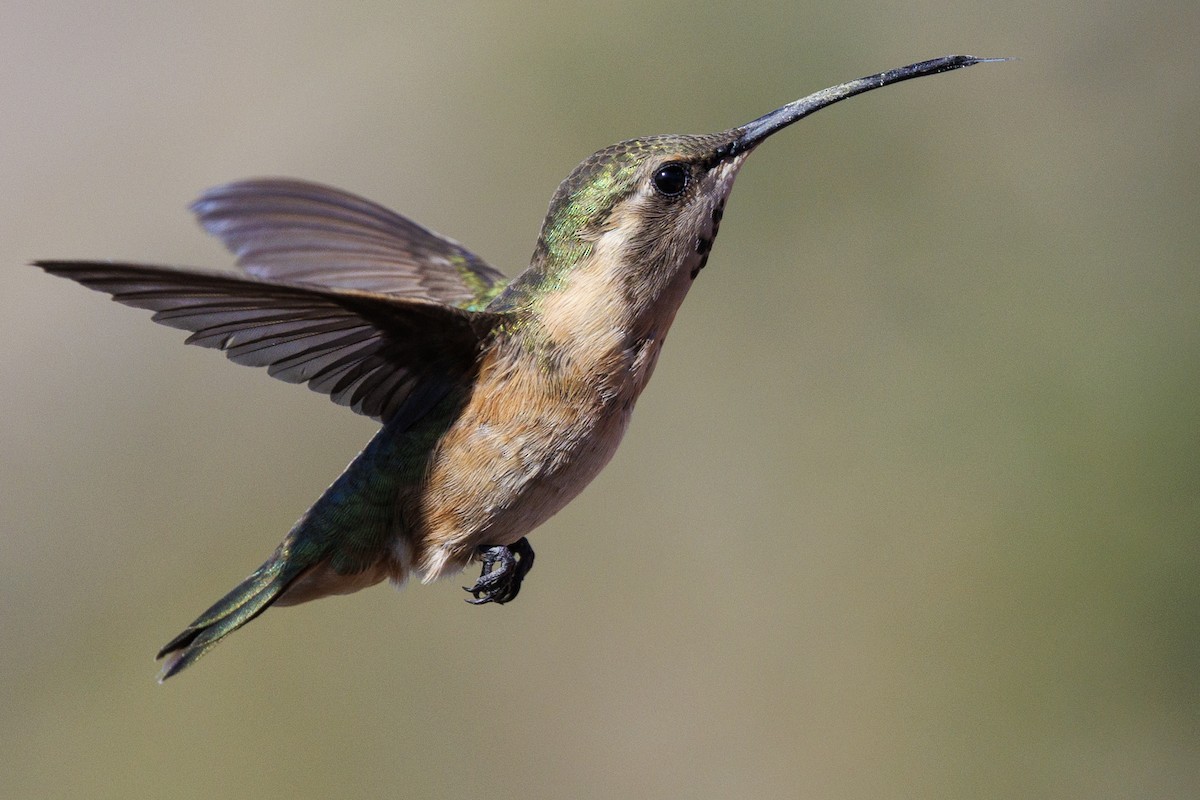 Lucifer Hummingbird - Tommy Quarles