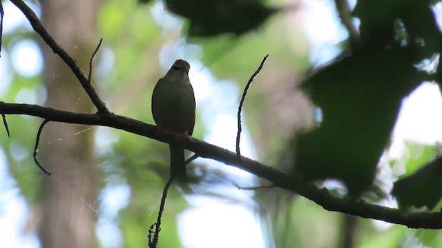 Swainson's Warbler - ML618999417