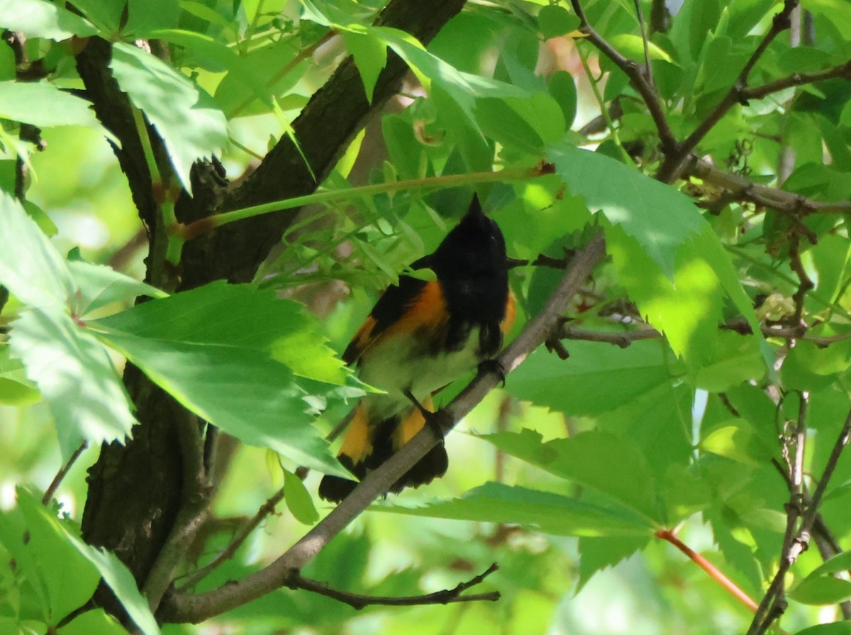 American Redstart - Kathryn Mattingly