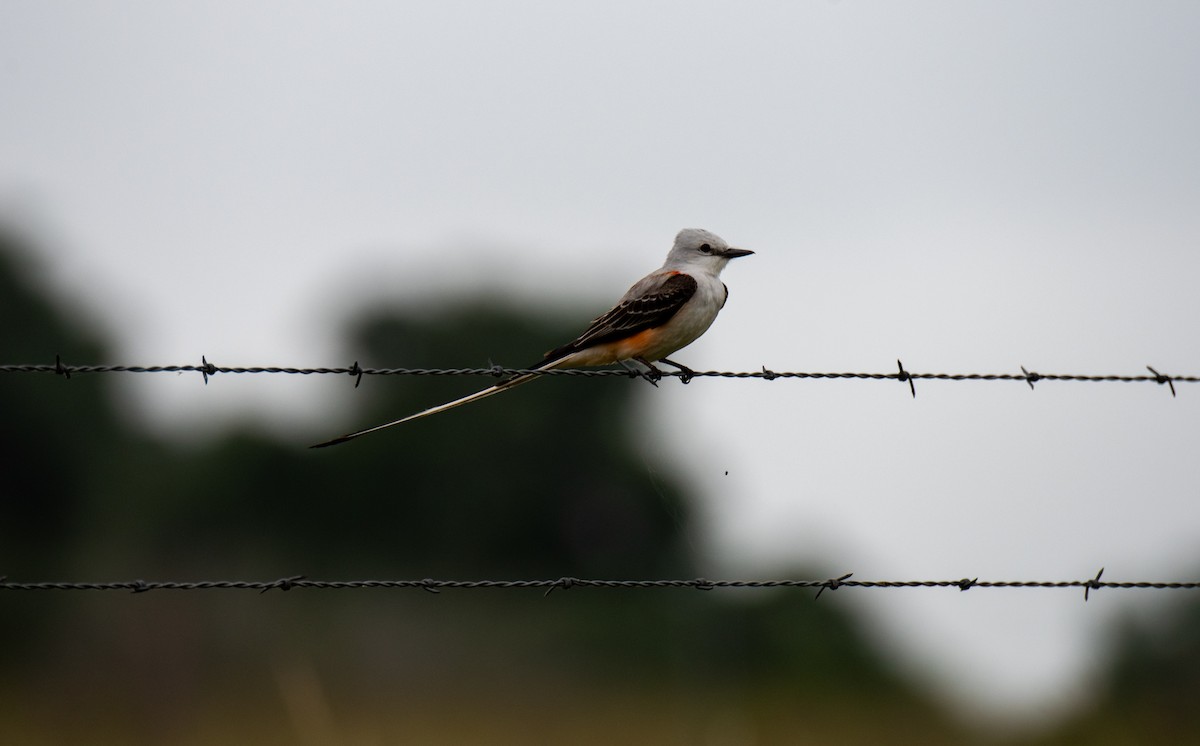 Scissor-tailed Flycatcher - Paul DiFiore
