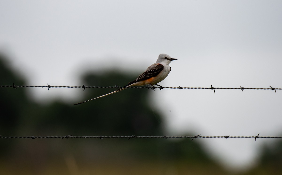 Scissor-tailed Flycatcher - ML618999442