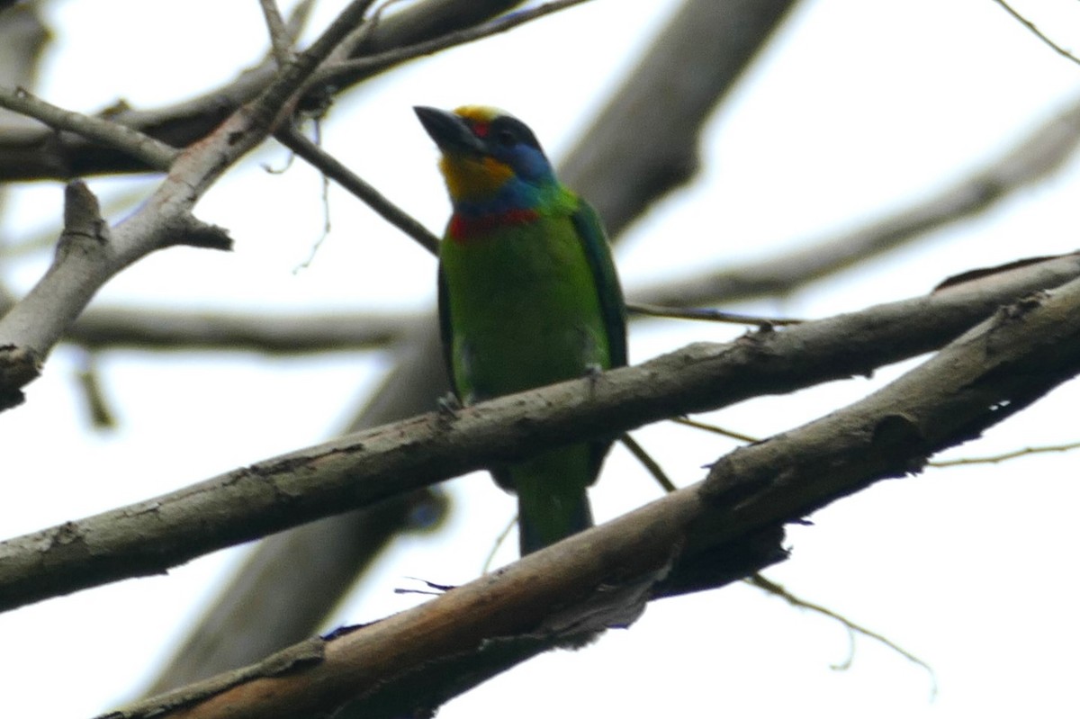 Taiwan Barbet - Peter Kennedy