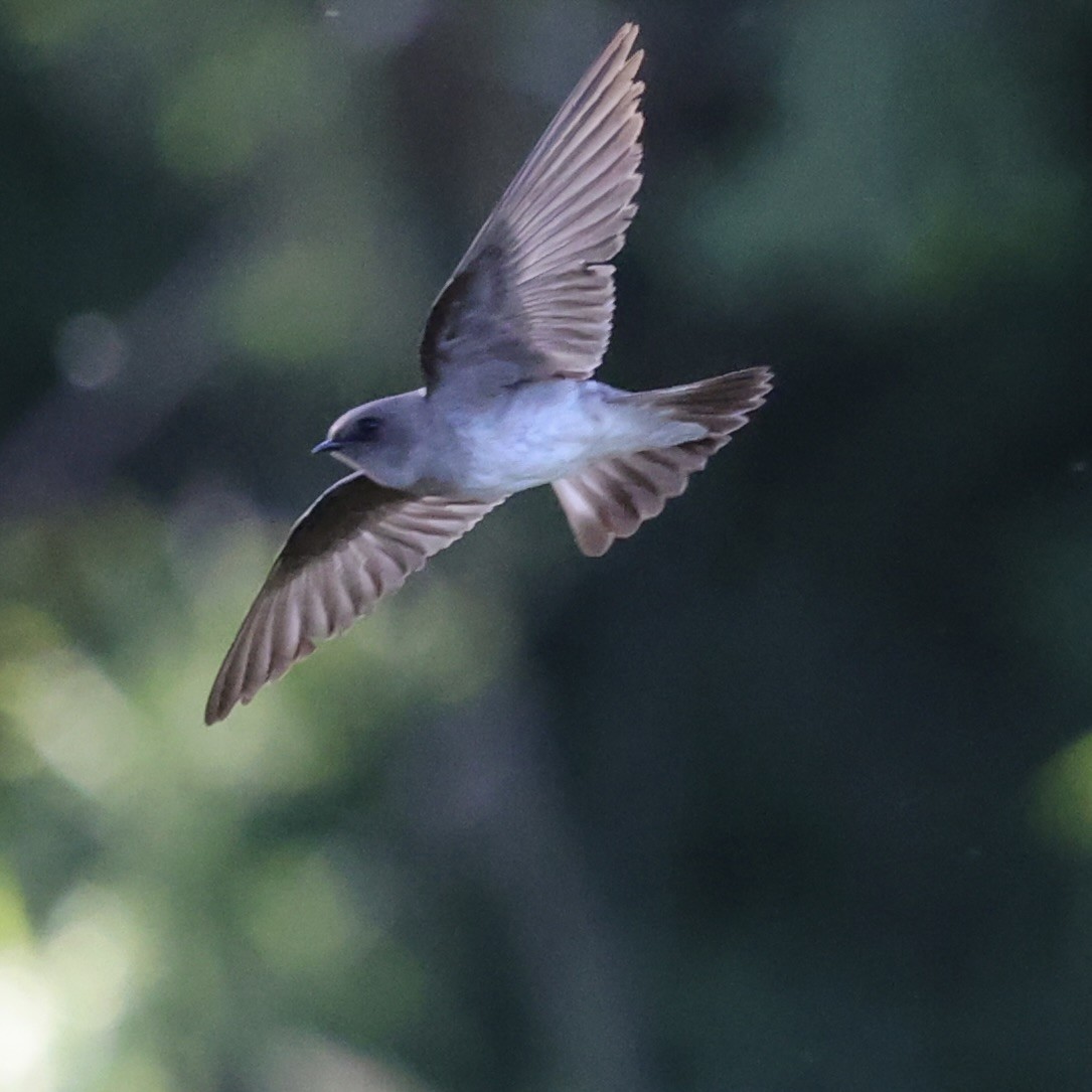 Northern Rough-winged Swallow - ML618999457