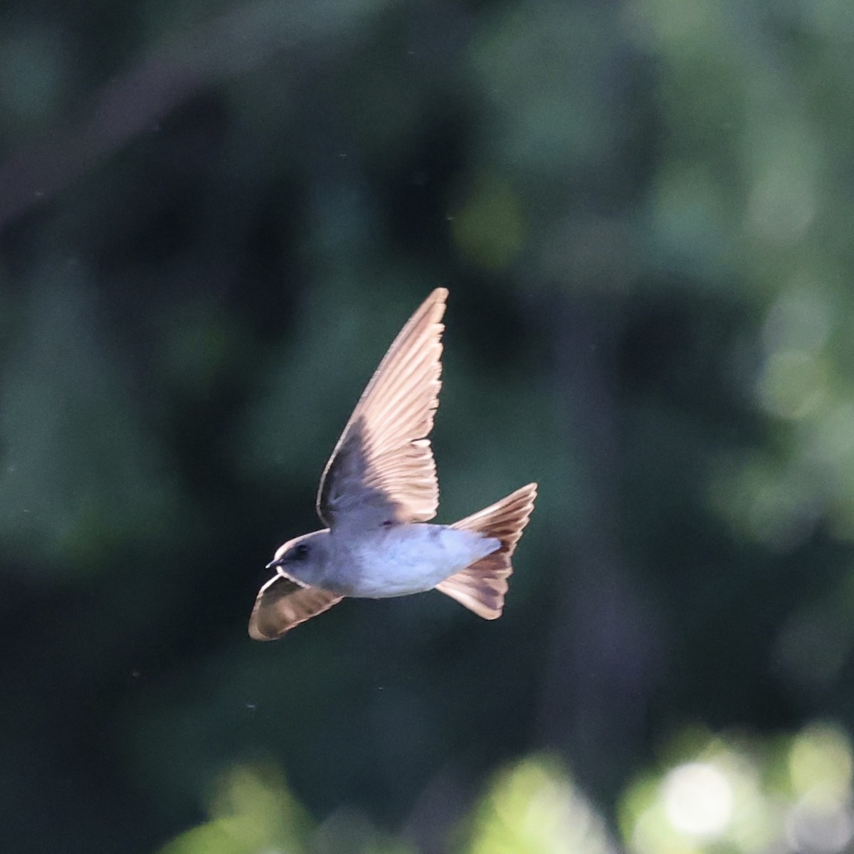 Northern Rough-winged Swallow - ML618999464