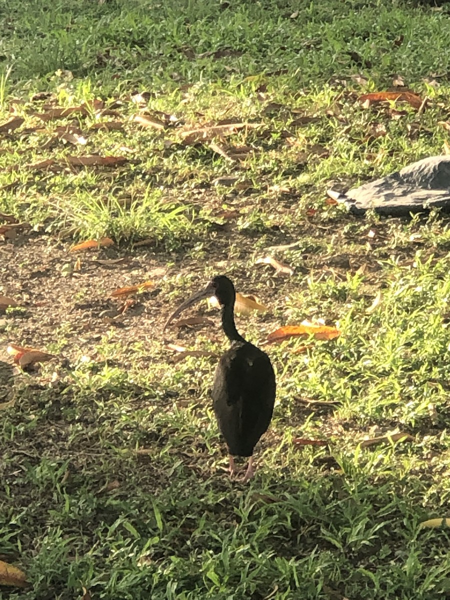 Bare-faced Ibis - ML618999485