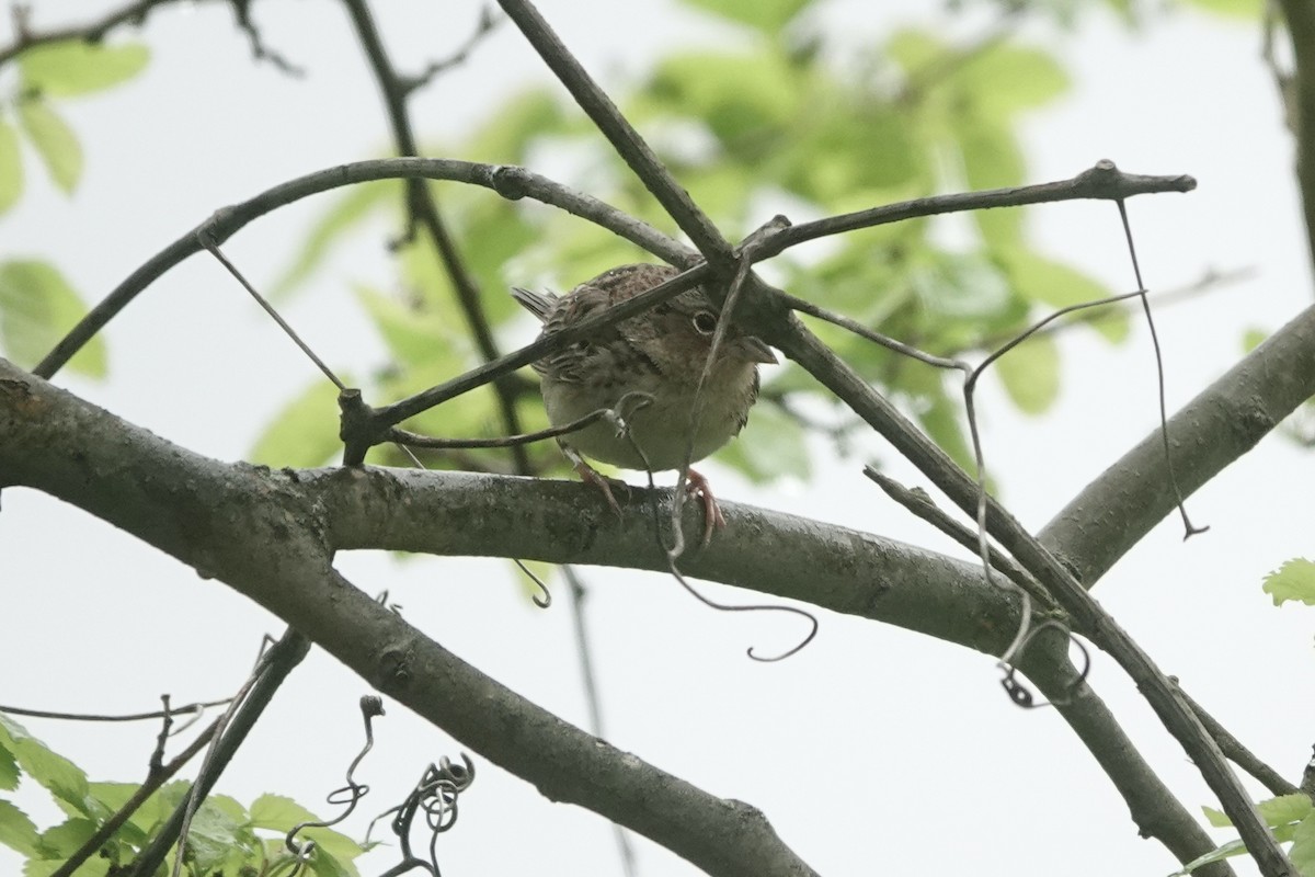 Grasshopper Sparrow - ML618999491