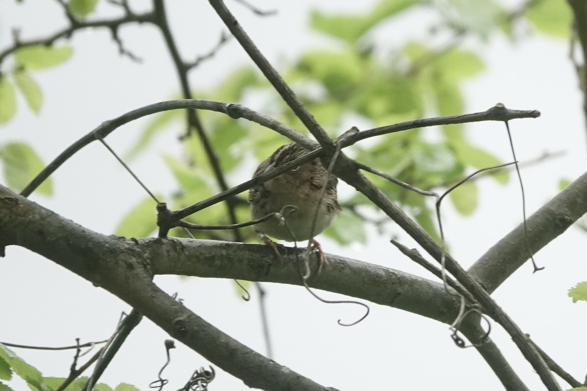 Grasshopper Sparrow - ML618999492