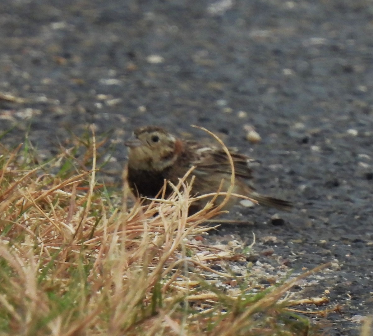 Chestnut-collared Longspur - Rick Bennett