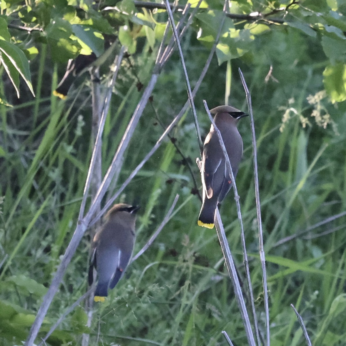 Cedar Waxwing - ML618999527