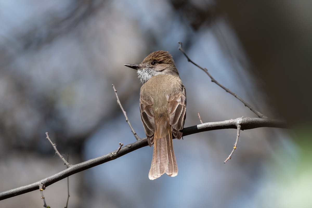 Dusky-capped Flycatcher - Henrey Deese