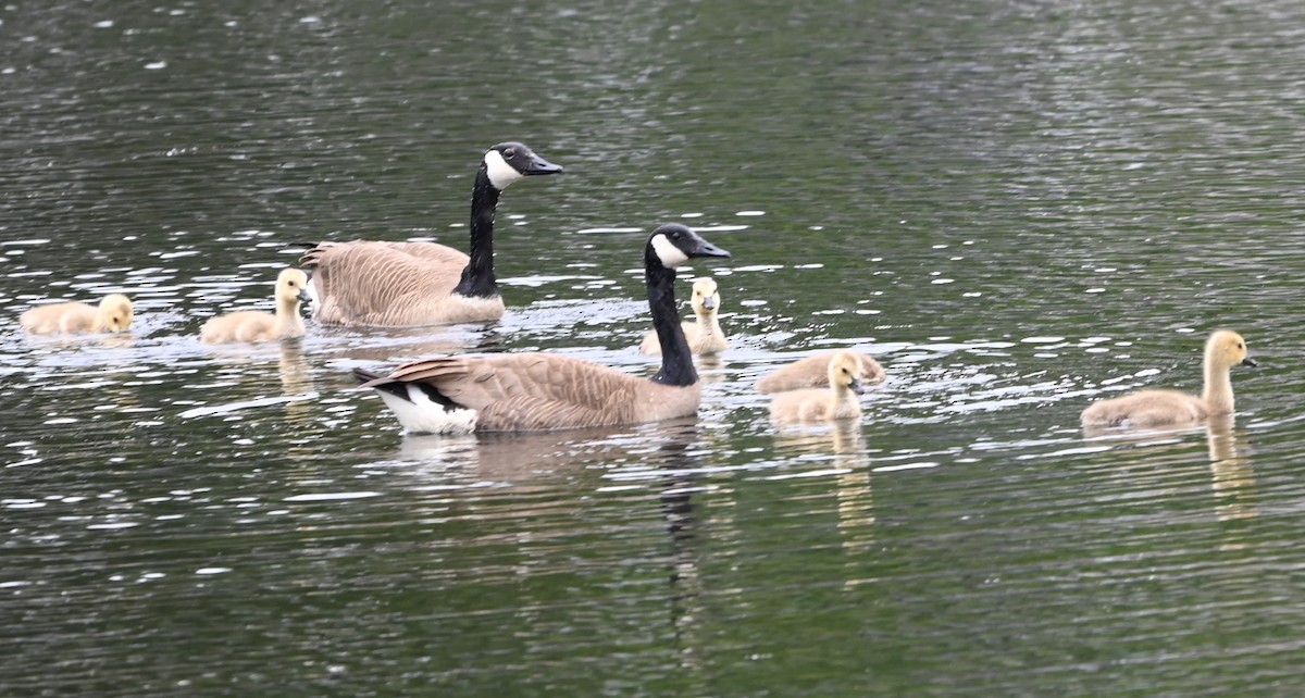 Canada Goose - ML618999585