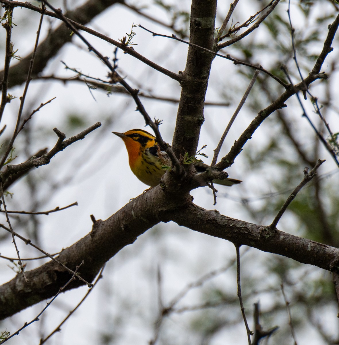 Blackburnian Warbler - ML618999589