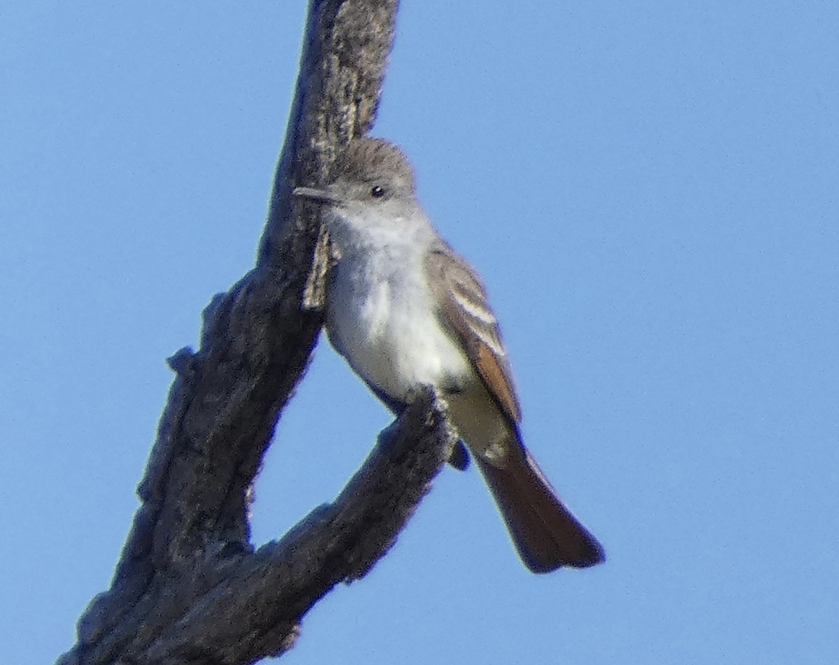 Ash-throated Flycatcher - Rob Selleck