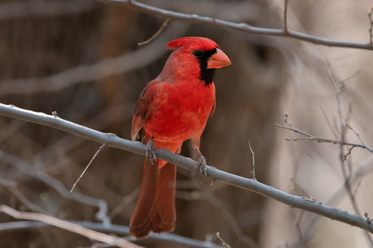 Northern Cardinal - Henrey Deese