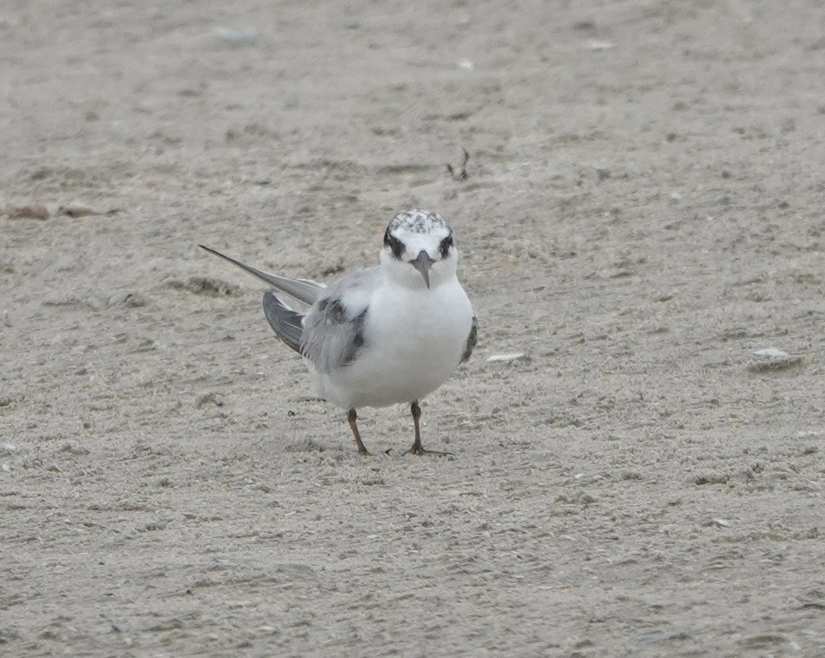 Least Tern - ML618999626