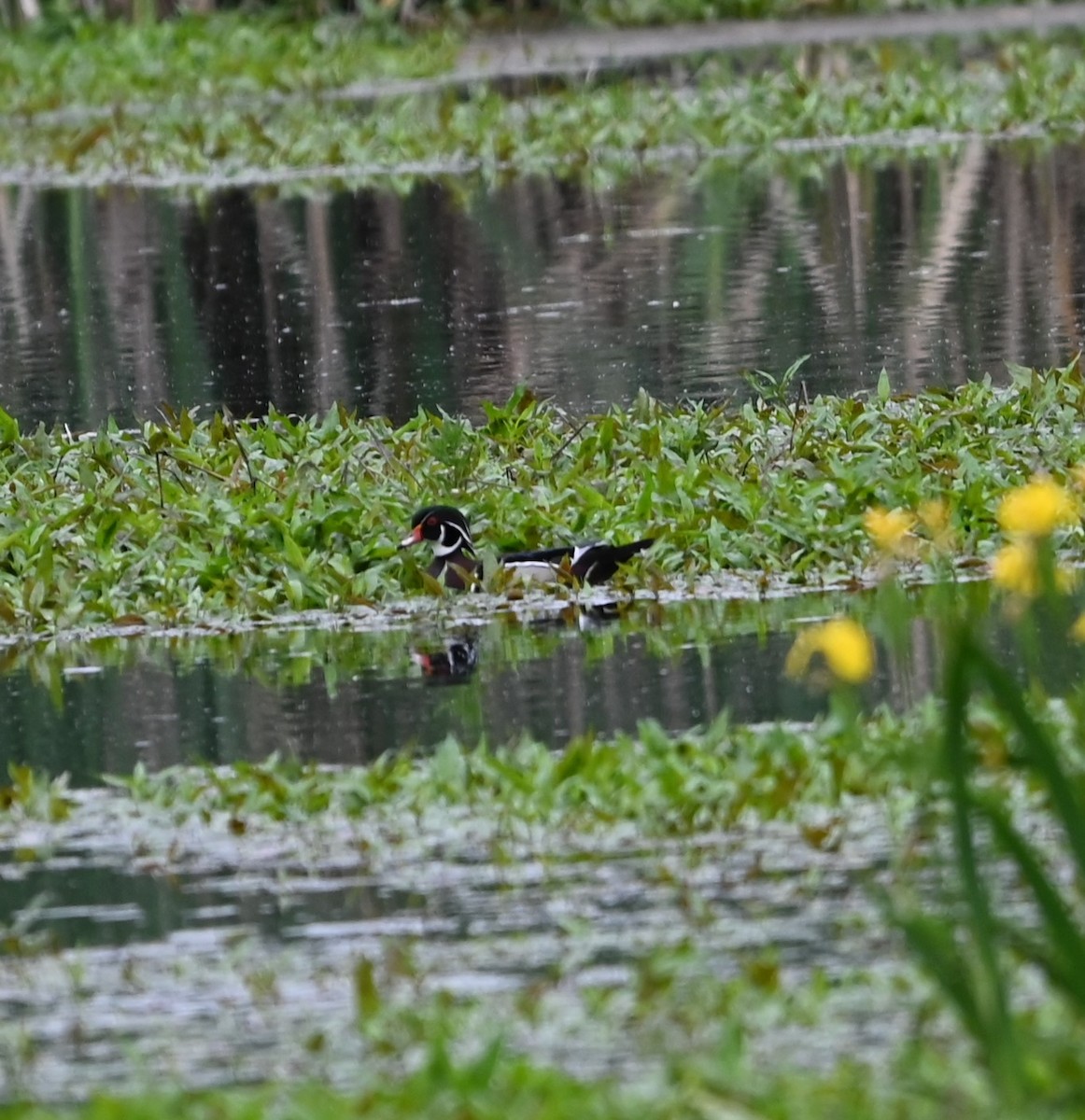 Wood Duck - ML618999632