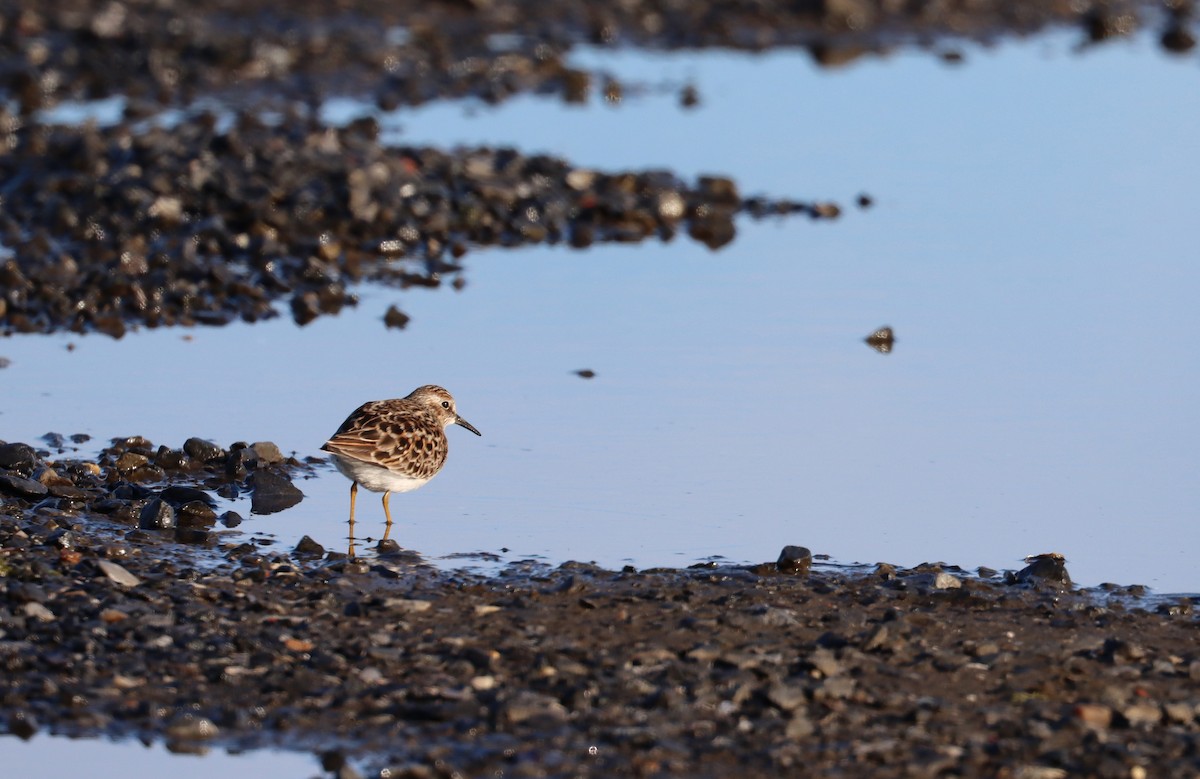 Least Sandpiper - ML618999643