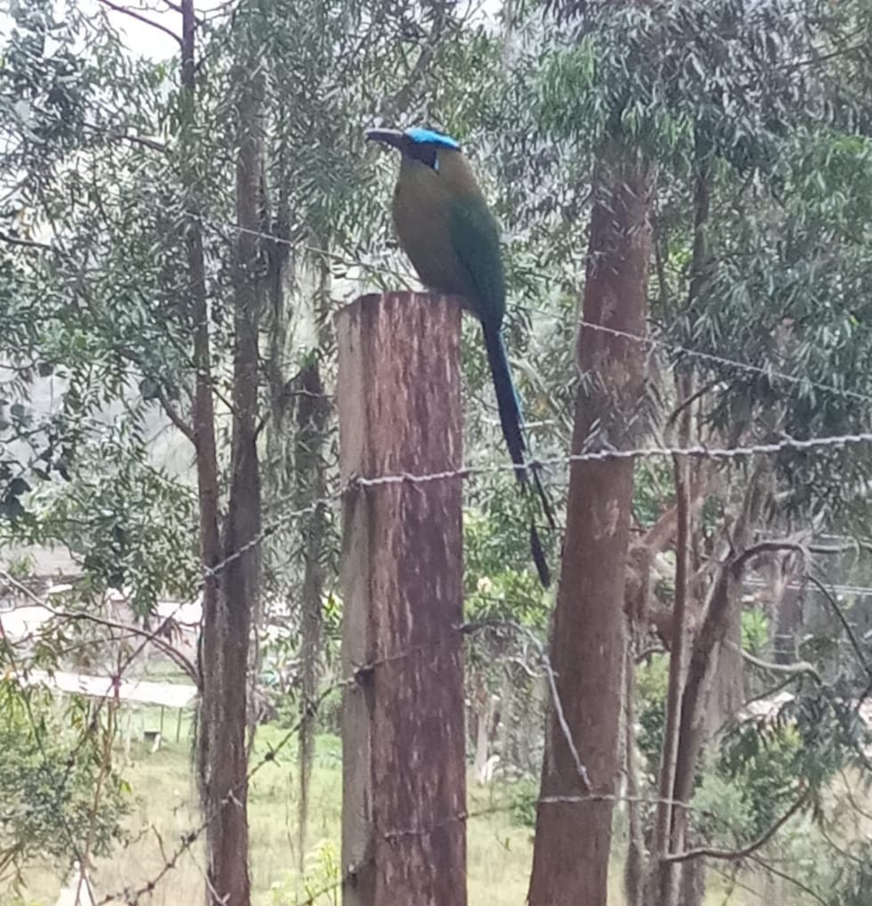 Andean Motmot - Luis carlos Mahecha