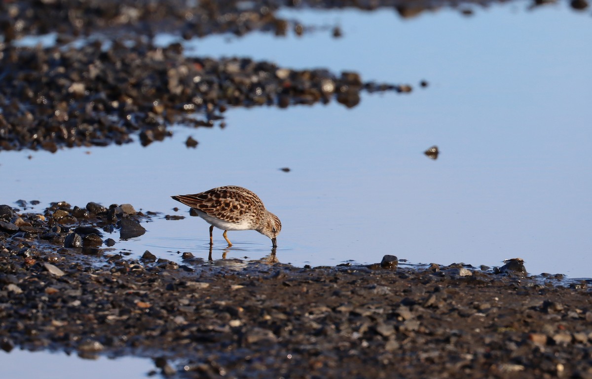 Least Sandpiper - ML618999675